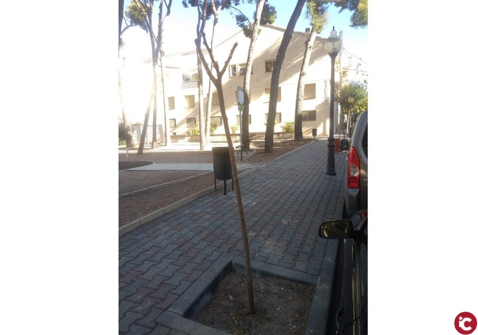 Reposición de arbolado en el municipio