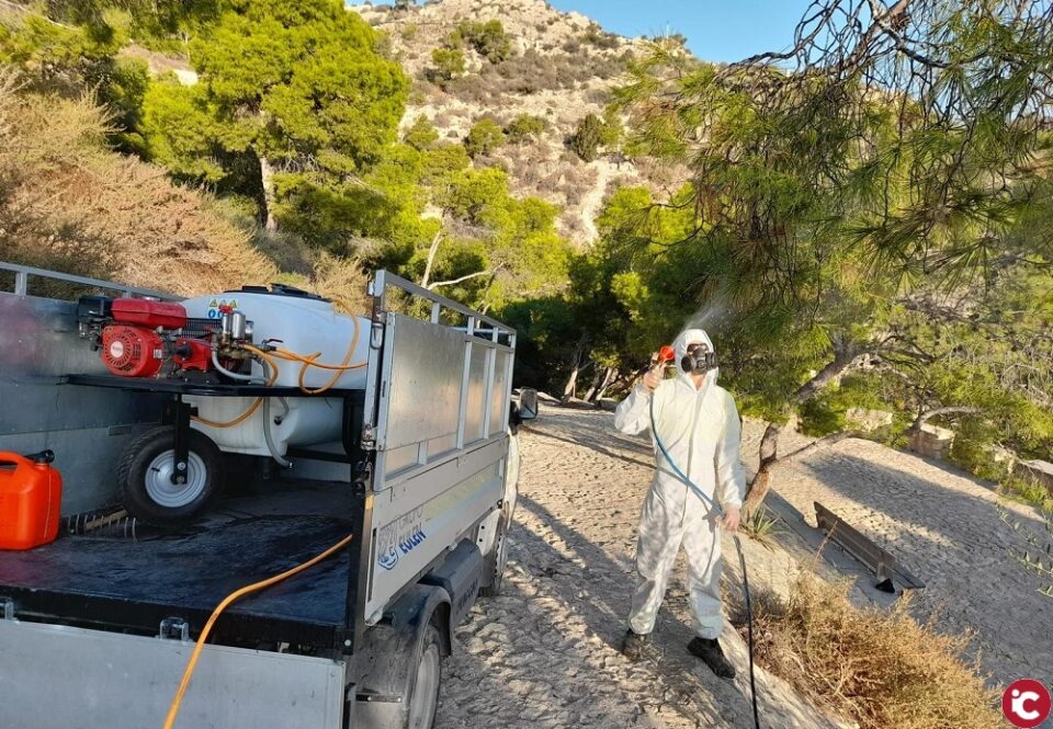 El Ayuntamiento acelera el tratamiento contra la procesionaria en todas las pinadas urbanas y periurbanas de Alicante
