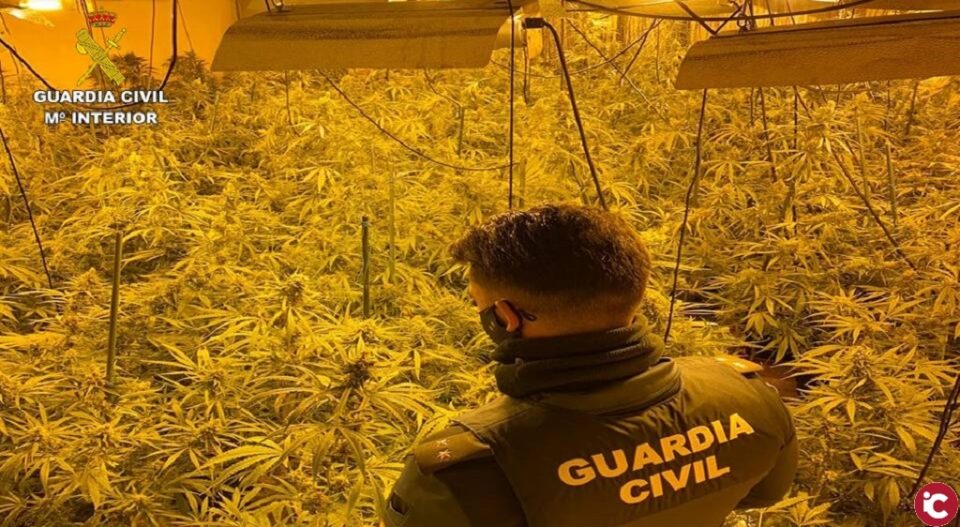 La Guardia Civil desmantela varias plantaciones indoor e incauta 1.359 plantas de marihuana