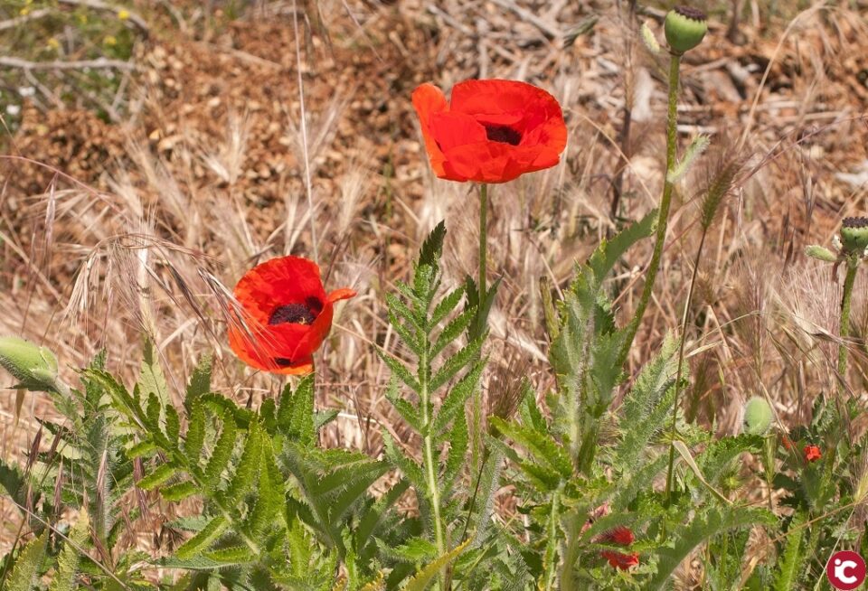 Investigadores de la Universidad de Alicante descubren una nueva especie de amapola