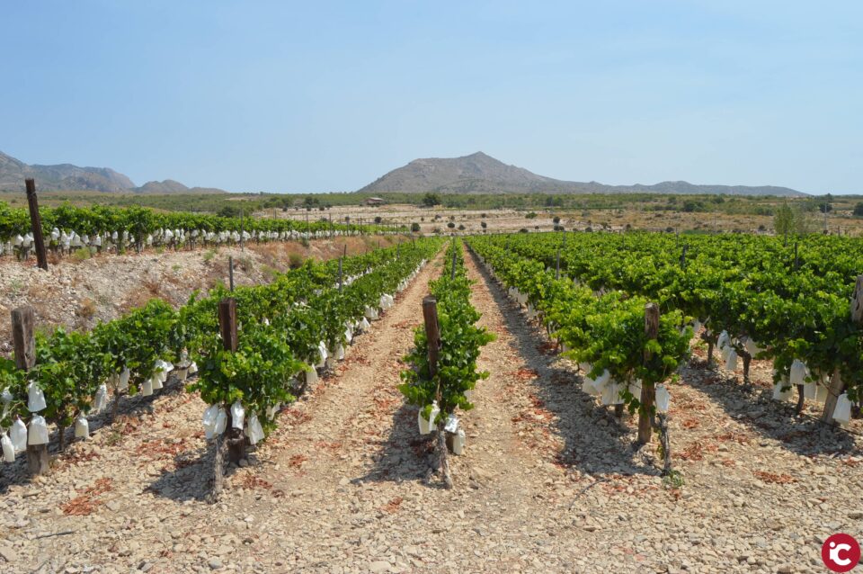 Agost implanta un Banco de Tierras para tratar de reactivar el empleo con nuevas oportunidades agrícolas