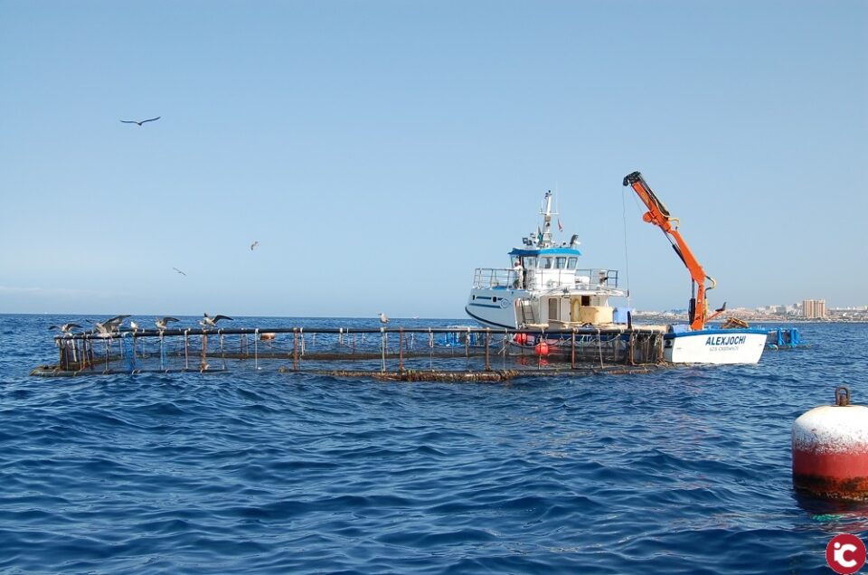 La UA lidera un projecte per a millorar el cultiu de peixos en mar oberta davant d'episodis climàtics extrems