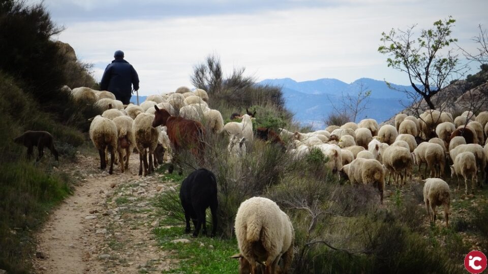 Agricultura ecològica i turisme oleícola