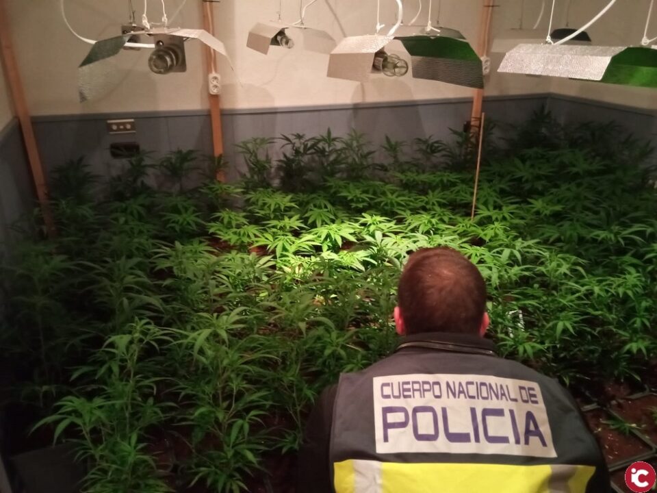 Un operativo conjunto de la Policía Nacional consigue desmantelar varias plantaciones de marihuana en la provincia de Alicante