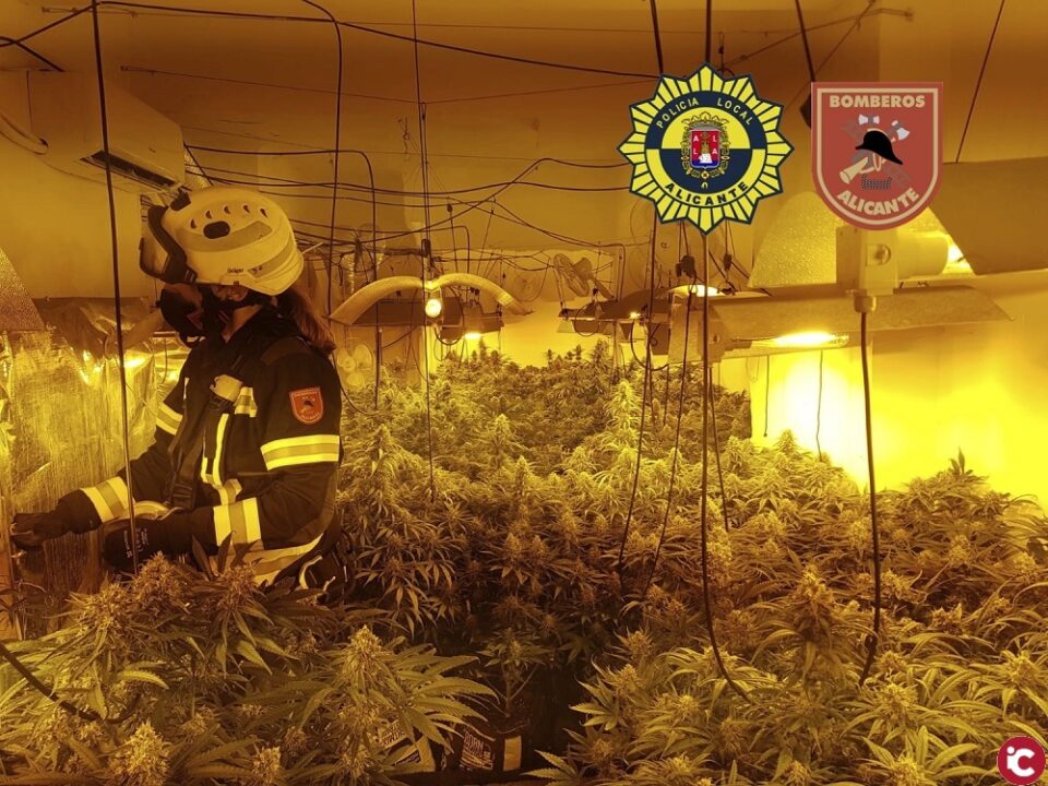 Los bomberos del SPEIS y la Policía Local localizan en Nochebuena una plantación 'indoor' de marihuana por una fuga de agua en una vivienda en Alicante