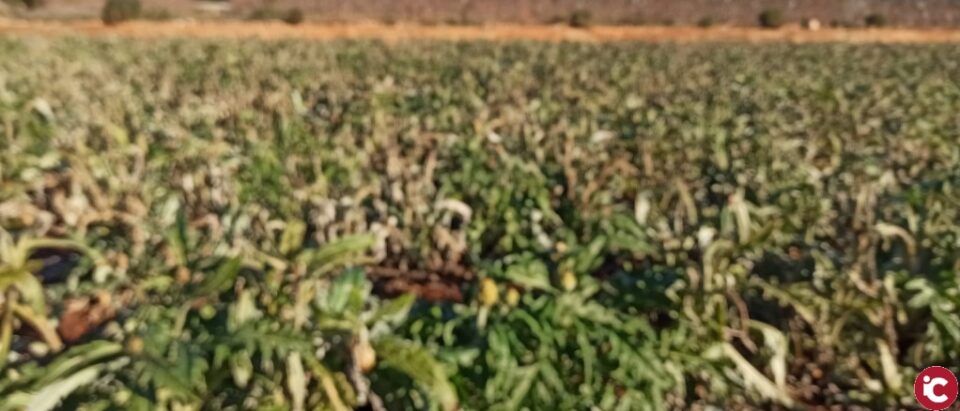 LA UNIÓ de Llauradors estima que las pérdidas por la borrasca Filomena y las heladas en las hortalizas de invierno en la Comunitat Valenciana es de casi 10 millones de euros