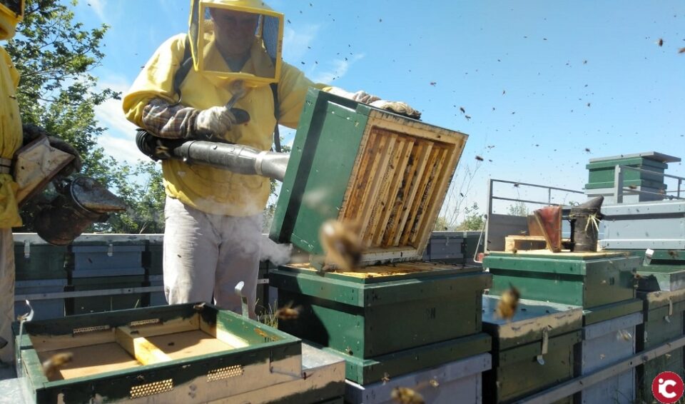 Apicultors valencians demanen que l'Estat pague de manera patrimonial les inversions per la varroa i els danys produïts per espècies invasores i protegides