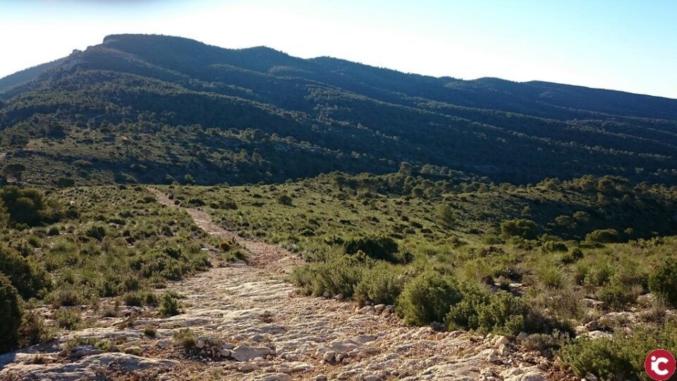 La Policía Local localiza a un colombicultor de Villena y a su pareja