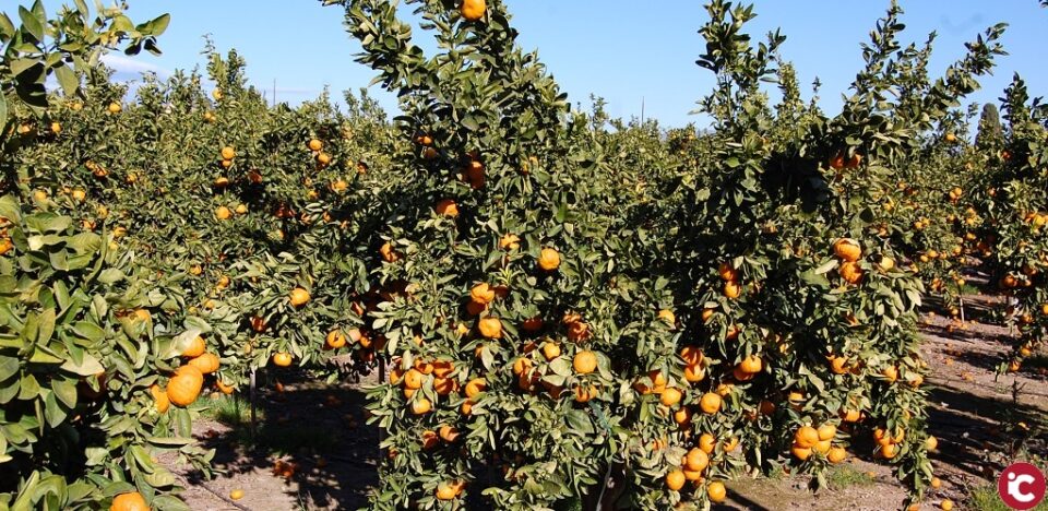 LA UNIÓ de Llauradors envía denuncias a la Agencia de Información y Control Alimentarios por incumplimientos de contratos de compraventa de cítricos