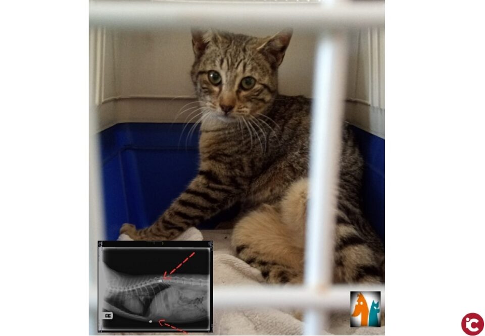 Casos de abandono y maltrato animal en Villena