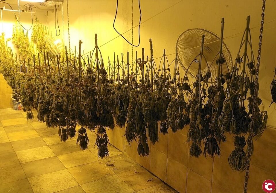 La Policía Local de Elda desmantela un secadero de plantas de marihuana instalado en el interior de una planta baja del barrio Fraternidad