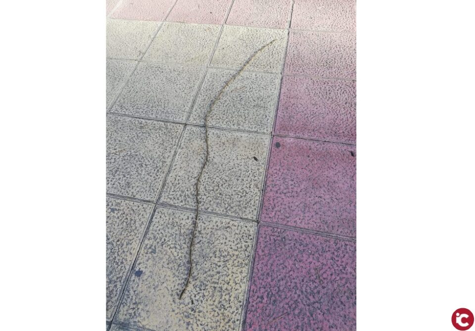 Monòver vigila les pinedes municipals per a combatre la processionària