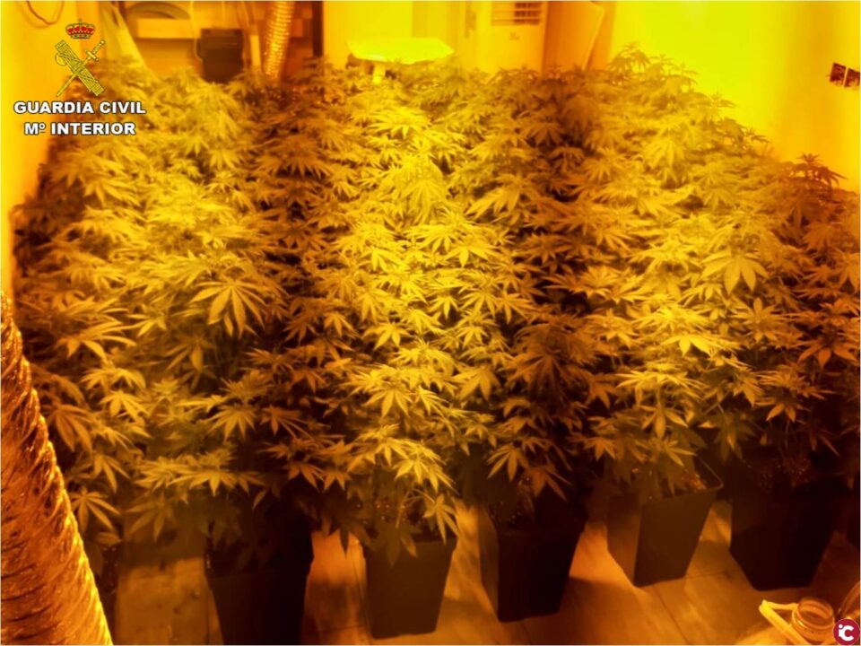 La Guardia Civil desmantela cuatro puntos de venta de droga al menudeo en El Campello