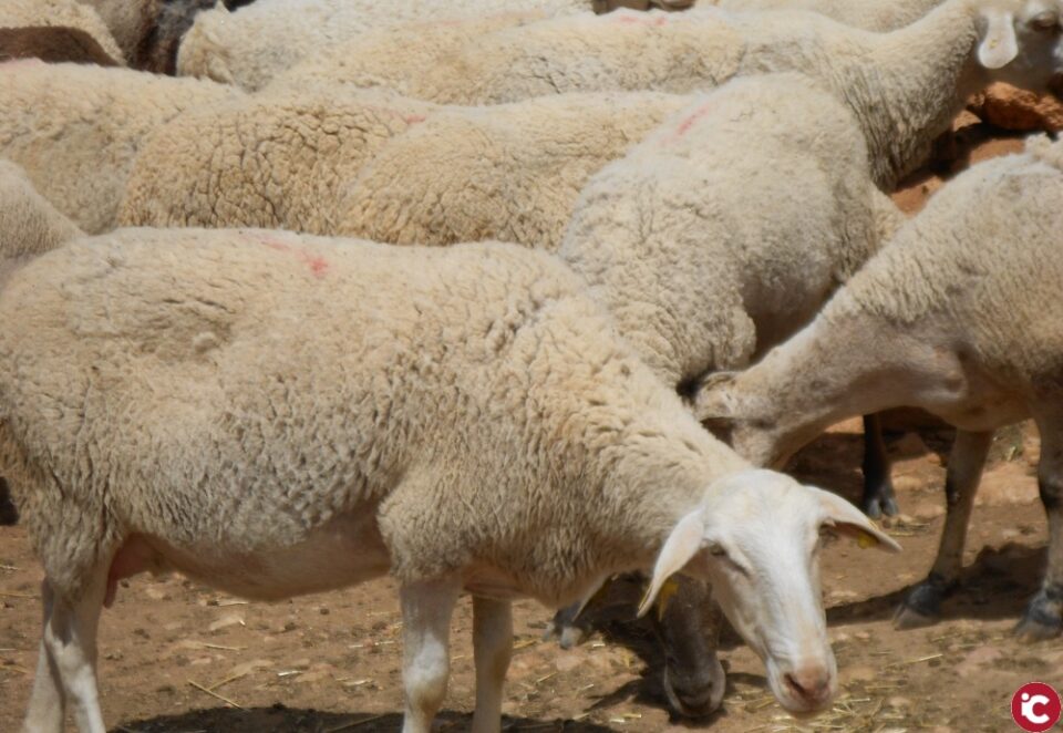 Al nostre territori la pitjor part se l'emportarien els professionals de la ramaderia extensiva