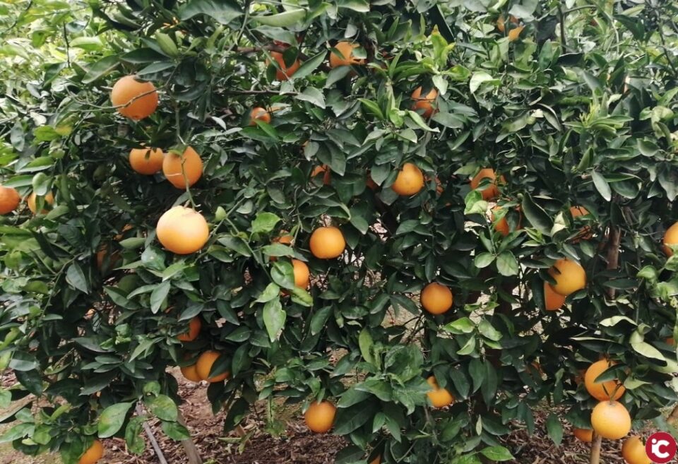 La campanya citrícola transcorre bé i amb bones expectatives finals