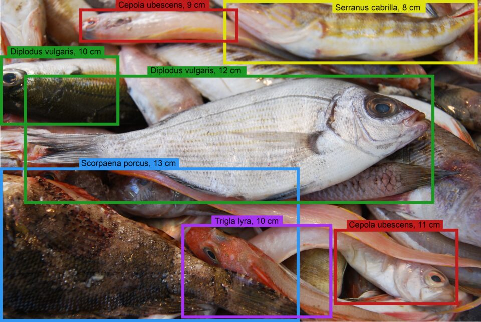 La Universitat d'Alacant i l'Institut d'Ecologia Litoral porten la Intel·ligència Artificial a la pesca artesanal amb DeepFish