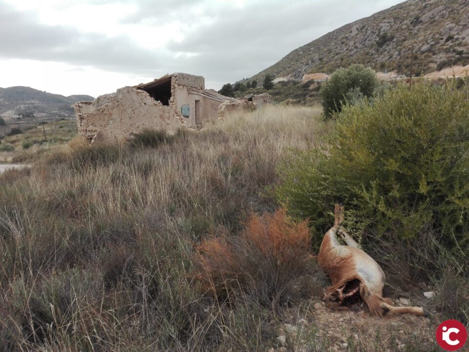 Encuentran un arruí decapitado en el paraje del Figueralet