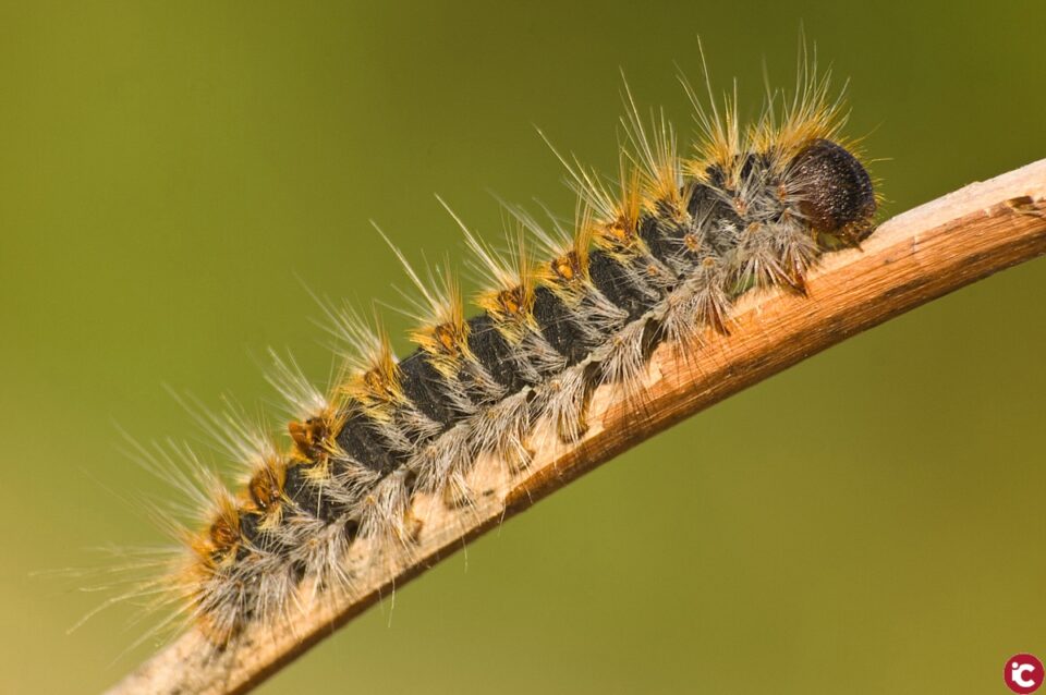 El control de la processionària arriba a 29 punts de la ciutat