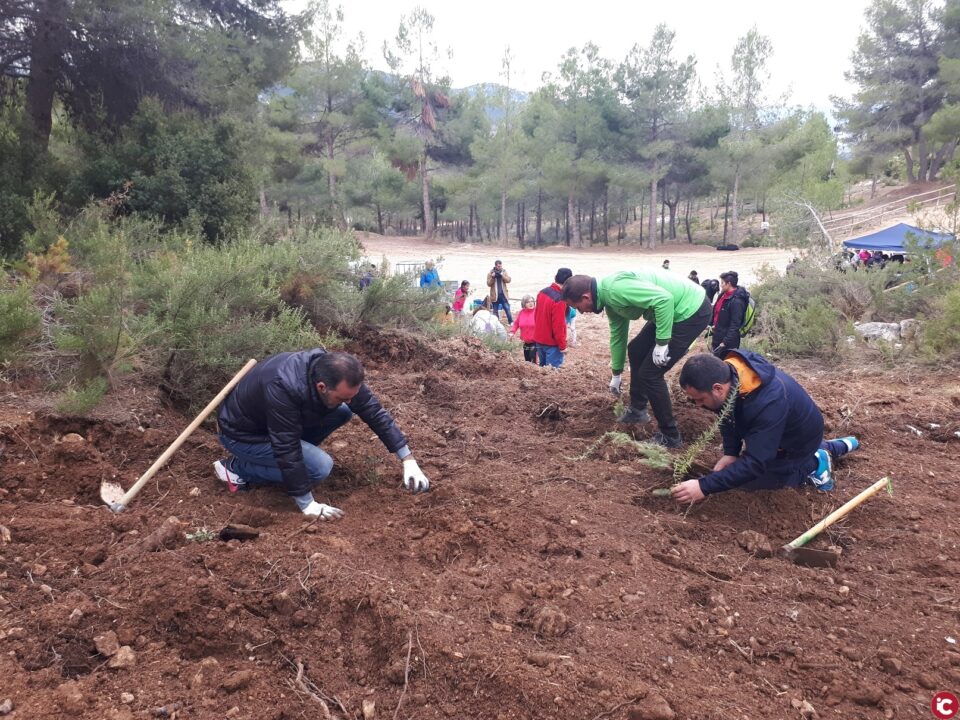 Más de 150 ibenses desafian al frío para plantar árboles