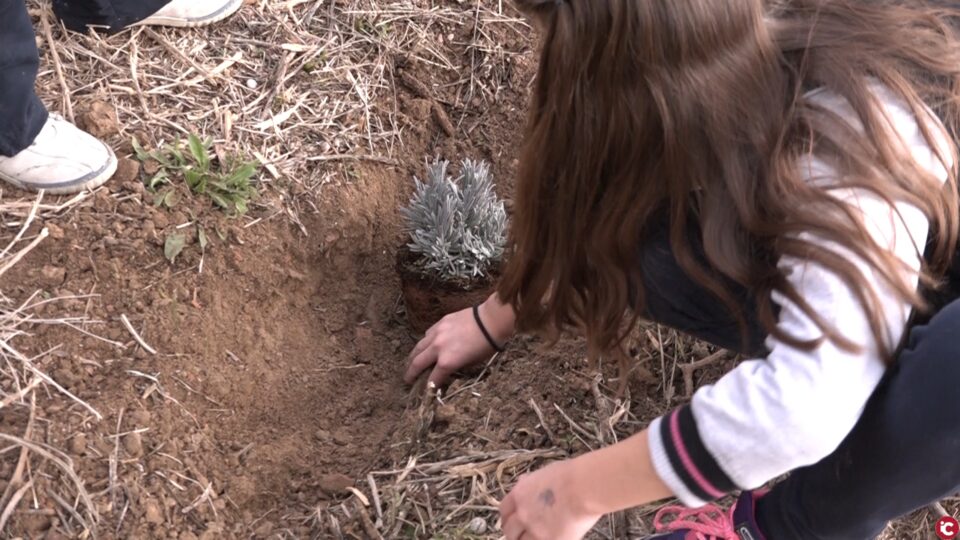 Los estudiantes de Elda plantarán más de 600 especies en la Semana de la Reforestación
