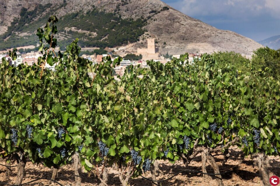 ENOTUR 2018 vuelve a sumergir a Villena en la cultura del Vino