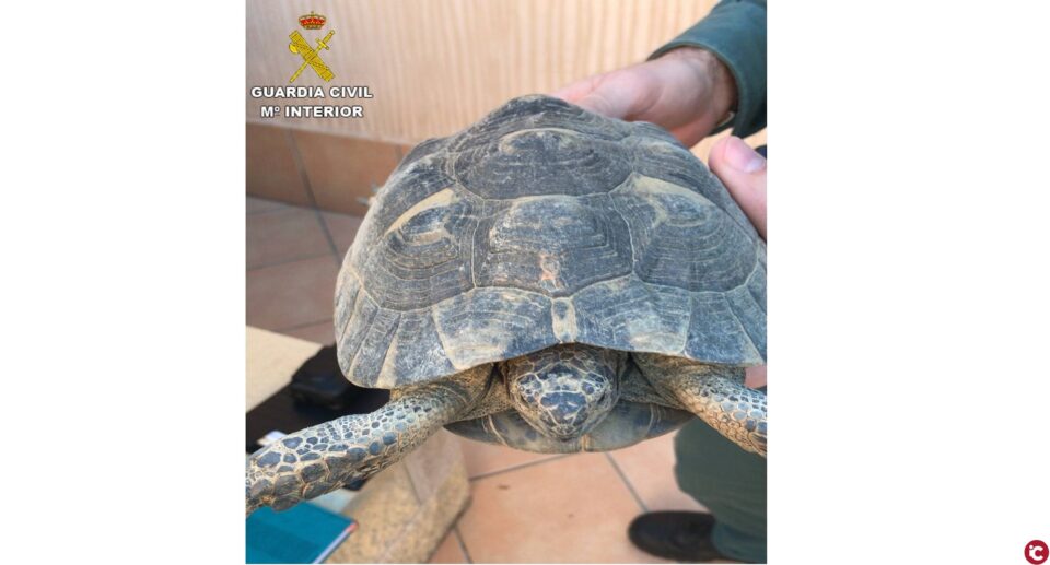 La Guardia Civil de Alicante realiza varias actuaciones en la provincia en defensa de la naturaleza