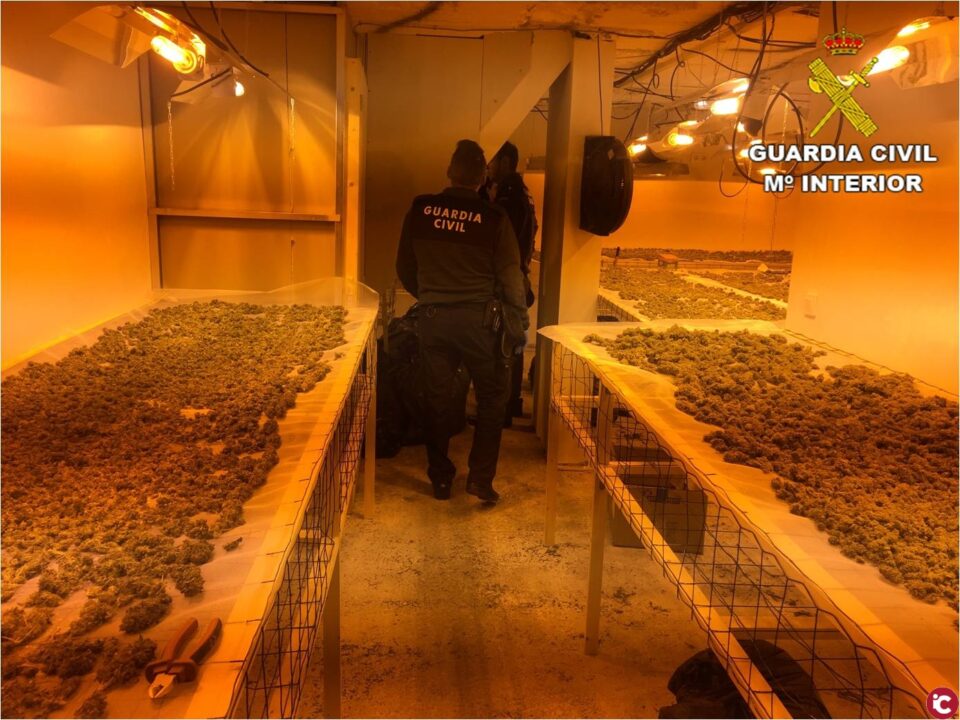 La Guardia Civil detiene en El Campello a un alemán cuando intentaba deshacerse de una plantación de marihuana.