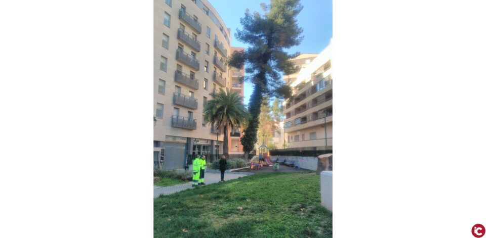 Informació sobre la processionària
