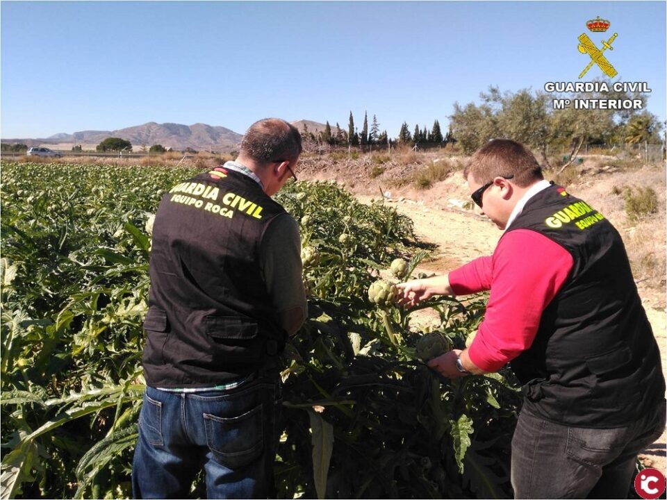 La Guardia Civil investiga en Novelda a dos mujeres por sustraer 3 toneladas de alcachofas