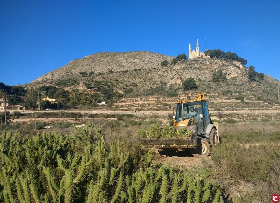El Ayuntamiento retira más de 20 toneladas de un cactus invasor en el cauce del Vinalopó