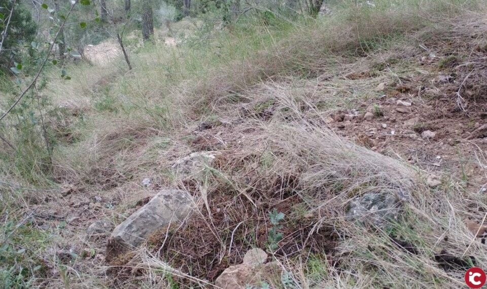 80 carrascas para la vegetación autóctona de la umbría de Camara