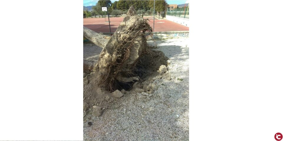 La Policía Local lleva a cabo 19 intervenciones el fin de semana como consecuencia del viento