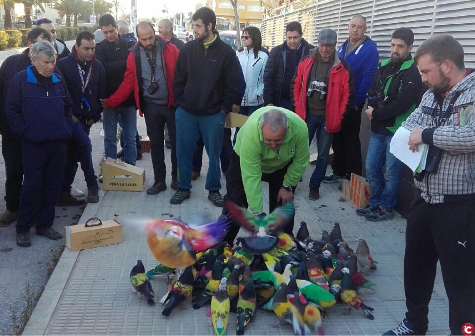 Aspe acoge este mes de abril un nuevo memorial de Colombicultura "Luis Calatayud Asensi"