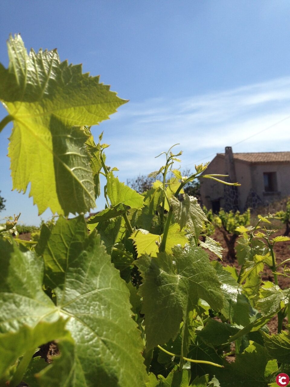 La DOP Alicante solicita más protección al viñedo local.