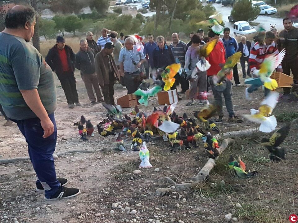 Doce palomos se disputan el memorial Luis Calatayud Asensi en la última prueba