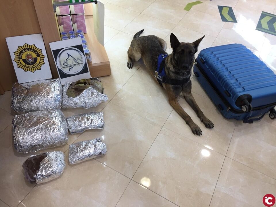 La Unidad Canina de la Policía Local de Alicante decomisa un alijo de 21 Kilo de hachís que transportaban en una maleta oculto en la bodega de un autobús que viajaba desde Algeciras