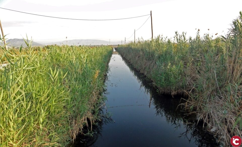 Una villenera recoge firmas para que se limpie la Acequia del Rey y el cauce el Vinalopó