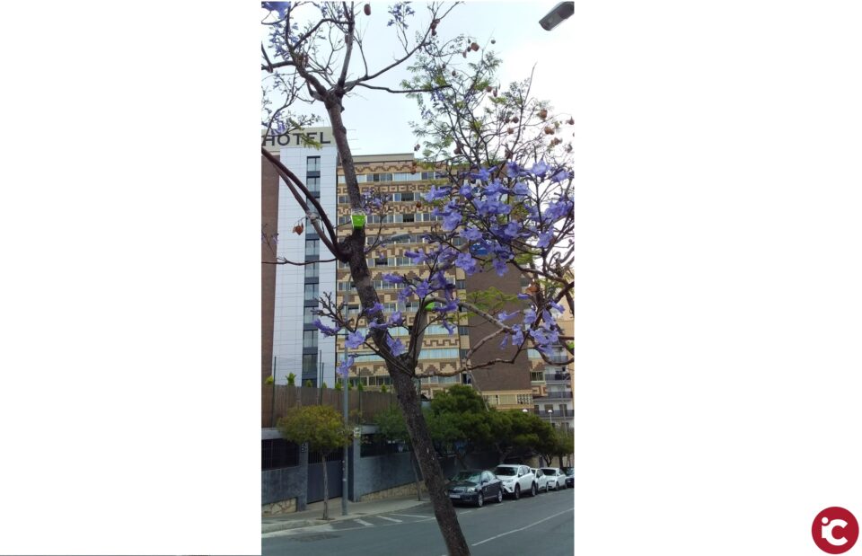 El Ayuntamiento de Alicante duplica los equipos de trabajo y fumigación para acabar con el pulgón con más de 17.000 especies tratadas en menos de dos meses de actuación