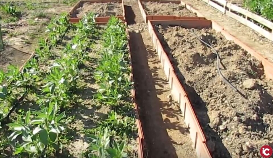 Gran participación en los Huertos Urbanos Escolares de Sax