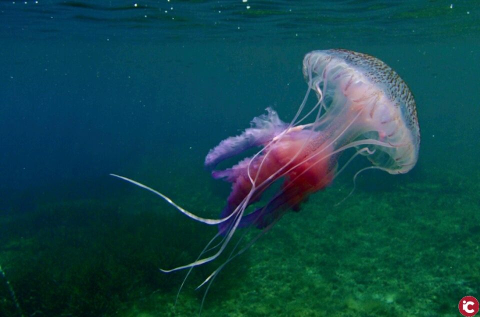 Una nova app permet advertir en temps real de la presència de meduses i fer un seguiment de les picades més greus