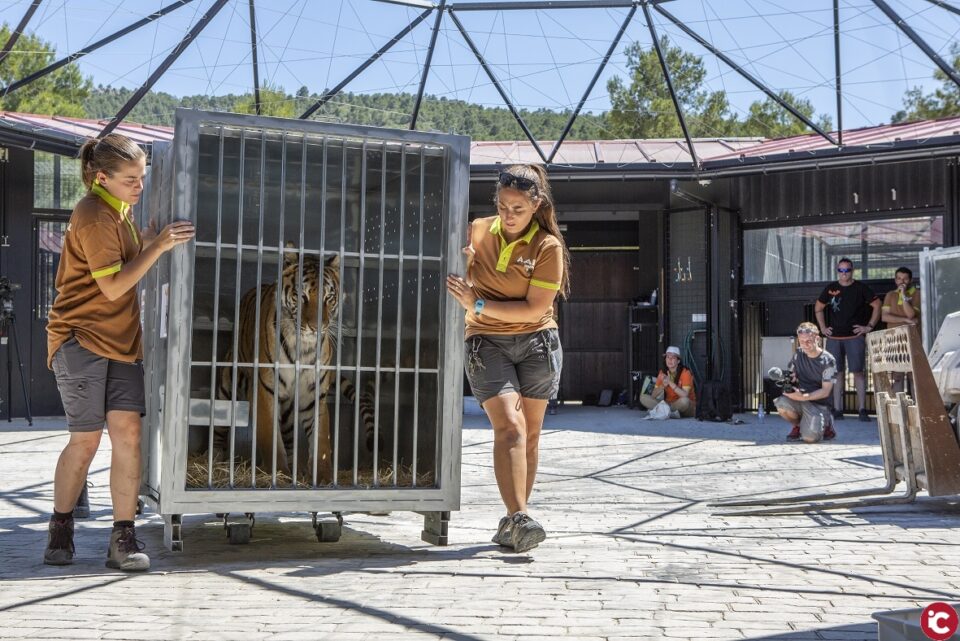 El Reino Unido se prepara para recibir cinco tigres procedente de un circo Español