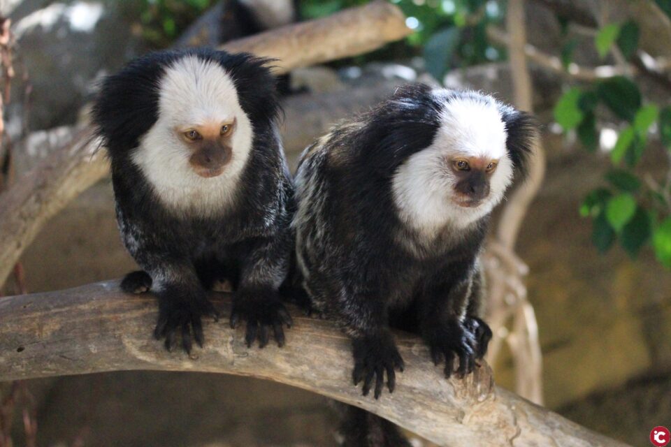 Mundomar aumenta la biodiversidad del complejo