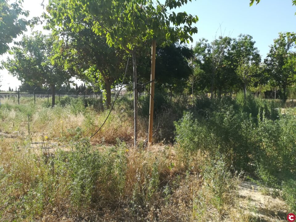 Iniciativa en zona verde el Grec - NOTA DE PRENSA PSOE