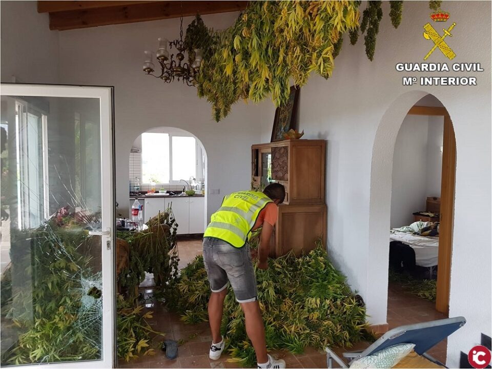 La Guardia Civil detiene en Pego a dos hombres por el cultivo de más de 400 plantas de marihuana