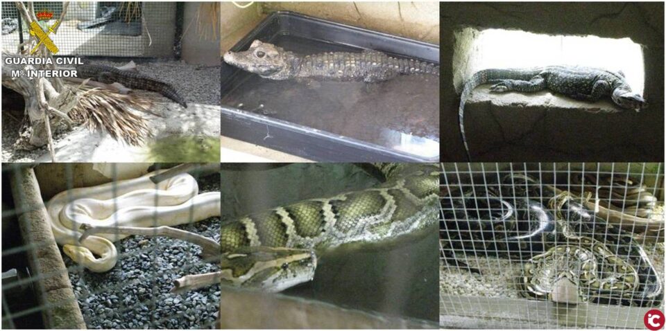 El SEPRONA de la Guardia Civil localiza un criadero ilegal de reptiles en una vivienda de Alicante
