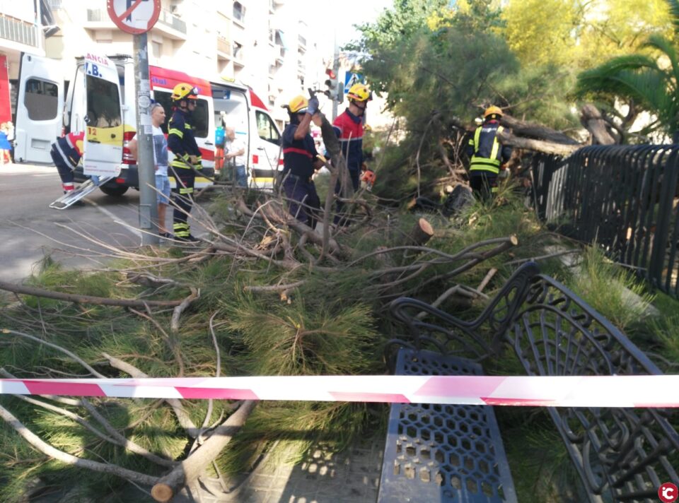 El ayuntamiento de Elda revisará los árboles con riesgo de desplome