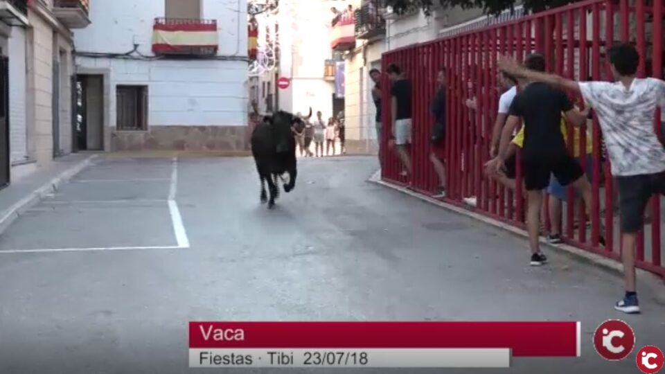 Suelta de vaca