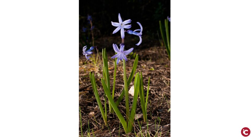 Investigadors de la UA identifiquen dues noves espècies florals a la província d'Alacant