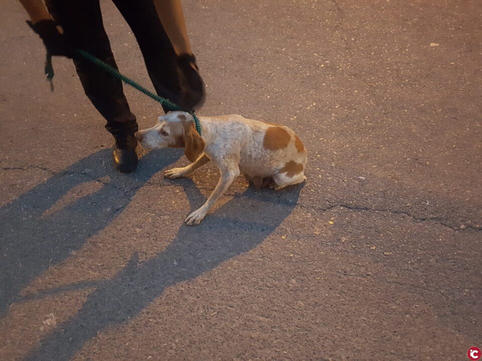 La Policía local rescata 15 perros con signos de abandono en una nave del Pla de la Vallonga