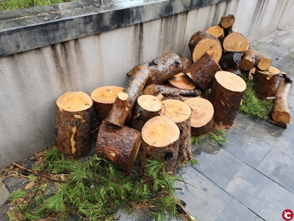 PARTIDO POPULAR ELDA: "El equipo de gobierno tala otros dos árboles en la Plaza Castelar"